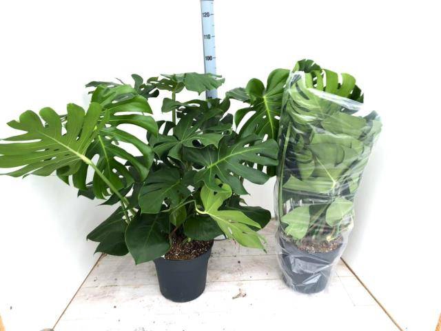 Monstera deliciosa 30Ø 100cm 8pp