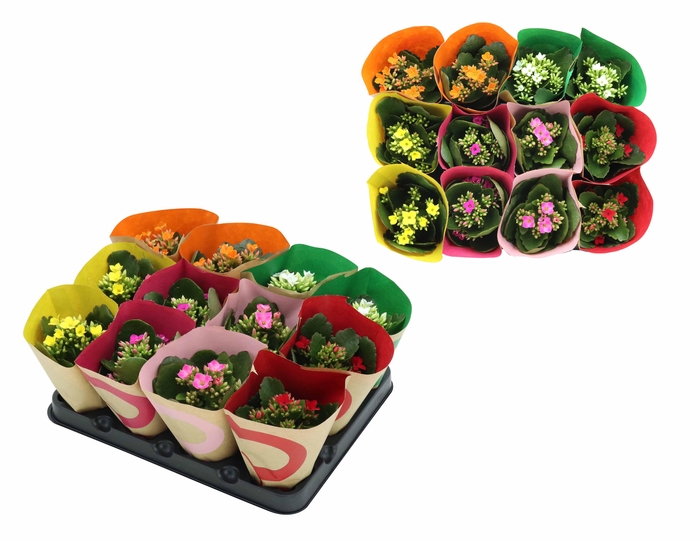 KALANCHOE BLOSSFELDIANA 'MINI'