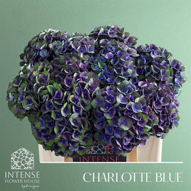 Hydrangea mag charlotte blue