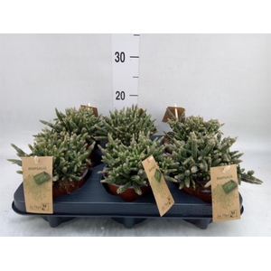 Rhipsalis baccifera subsp. horrida