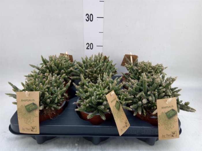 <h4>Rhipsalis baccifera subsp. horrida</h4>