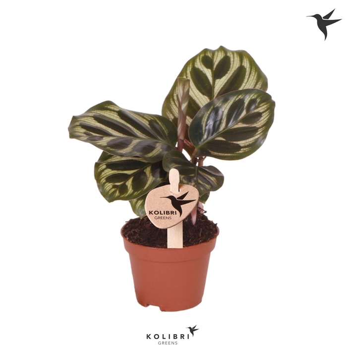 <h4>Kolibri Greens Calathea Makoyana</h4>