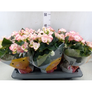 Begonia elat. DU 'Camella'
