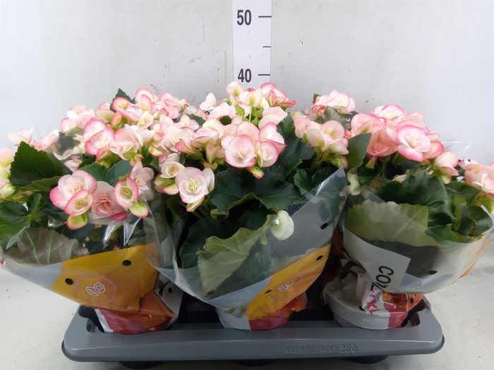 <h4>Begonia elat. DU 'Camella'</h4>