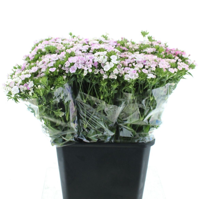 <h4>Di Barb Amazon Lavender</h4>