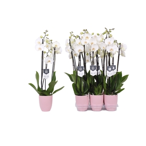 Phalaenopsis White World, 3-spike Pink Ceramics