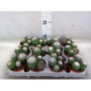 Mammillaria polythele 'Toluca'
