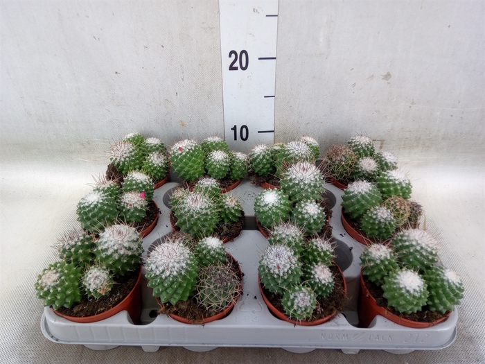 <h4>Mammillaria polythele 'Toluca'</h4>