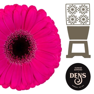 Germini Virgil Diamond