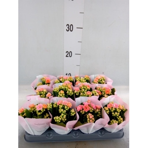 Kalanchoe   ...