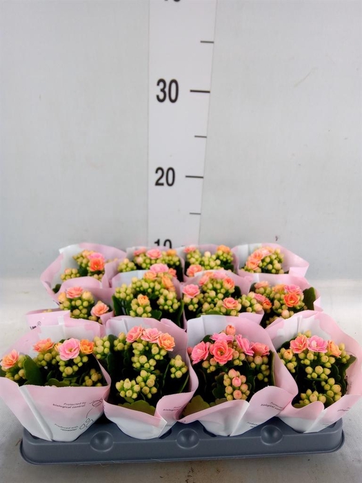 <h4>Kalanchoe   ...</h4>
