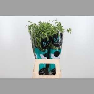 Chasm Latifol Mantis