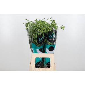 Chasm Latifol Mantis