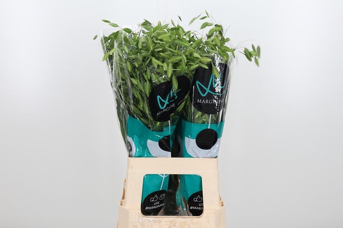 <h4>Chasm Latifol Mantis</h4>