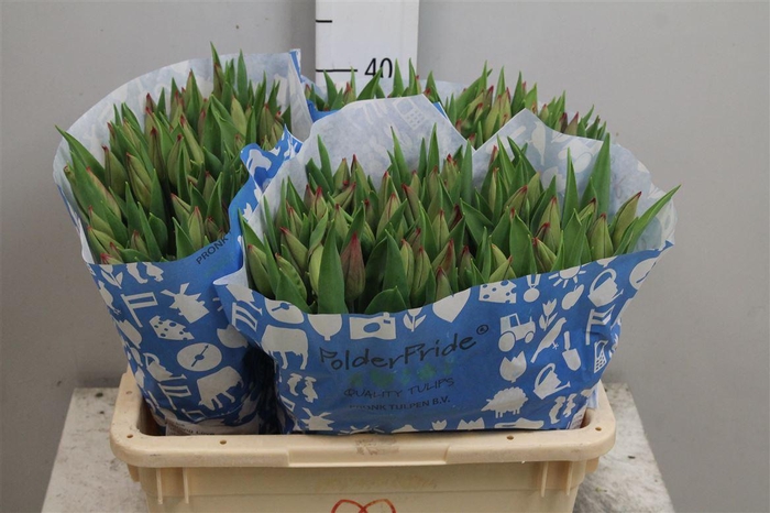 <h4>Tu En Strong Love</h4>