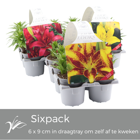 <h4>Lilium Sixpack (az. lelie)</h4>