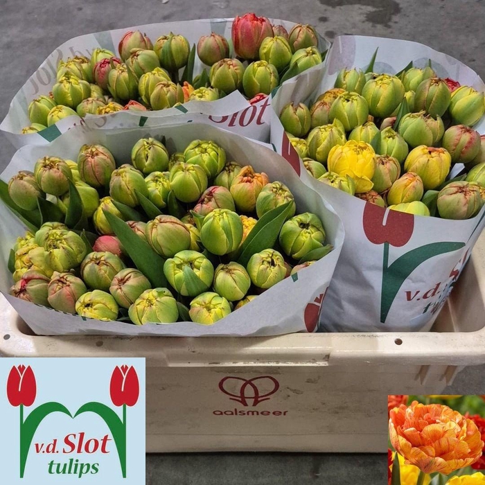 <h4>TU DU SUN LOVER</h4>