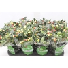 PIMENTA MALAGUETINHA P24