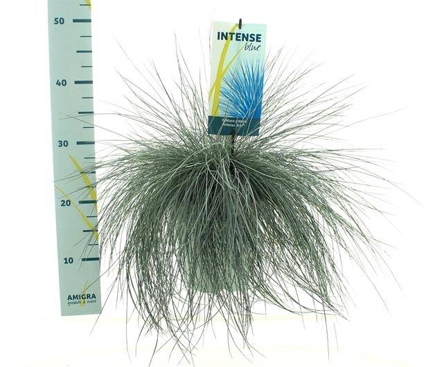 <h4>FEST GL INTENSE BLUE</h4>