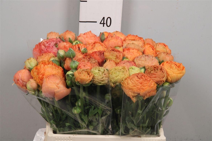 <h4>Ran Aazur Salmon</h4>