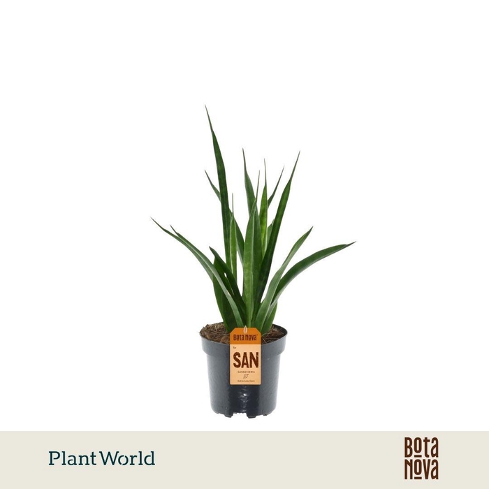 <h4>Sansevieria kirkii 'Friends'</h4>