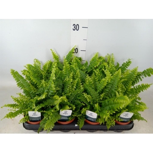 Nephrolepis exal. 'Green Lady'
