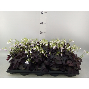 Oxalis trian.
