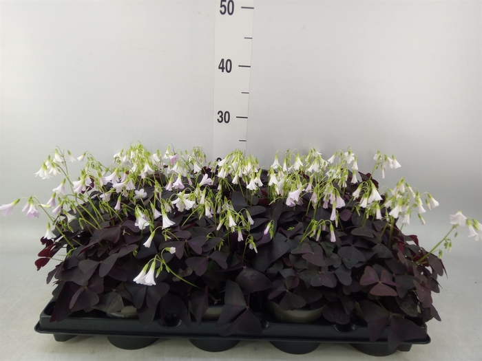 <h4>Oxalis trian.</h4>