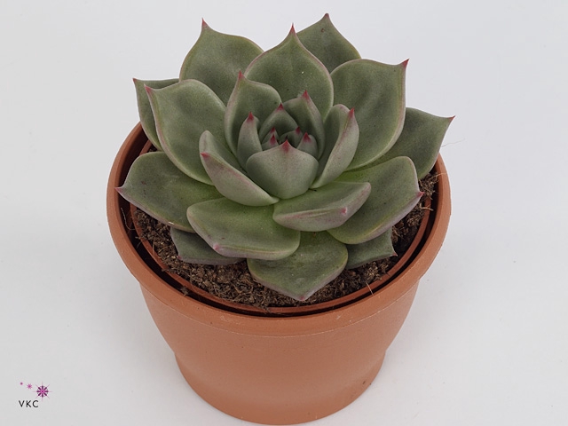 Echeveria Sirius