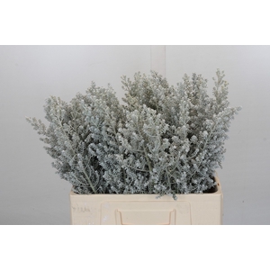 Kochia (maireana Sedifolia)