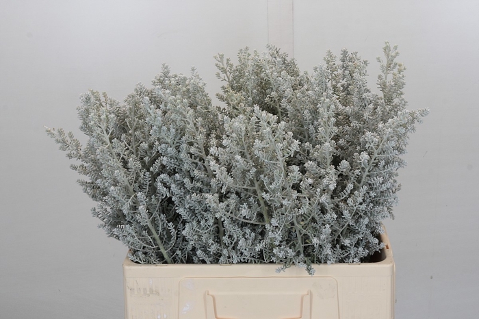 <h4>Kochia (Maireana Sedifolia)</h4>