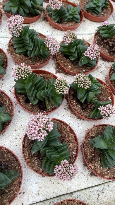 <h4>CRASS SPRINGTIME</h4>