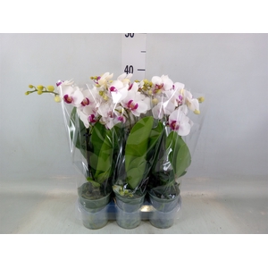 Phalaenopsis multi. 'FC Safe Haven'