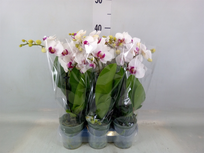 <h4>Phalaenopsis multi. 'FC Safe Haven'</h4>
