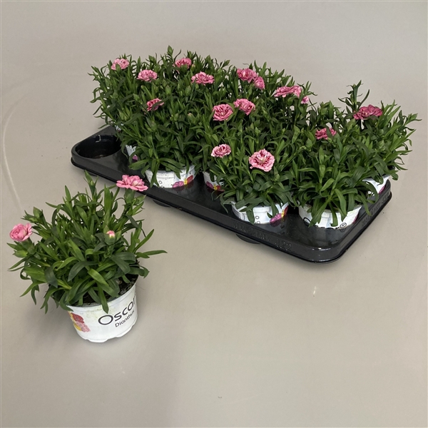 <h4>Dianthus Oscar Pink and Purple</h4>