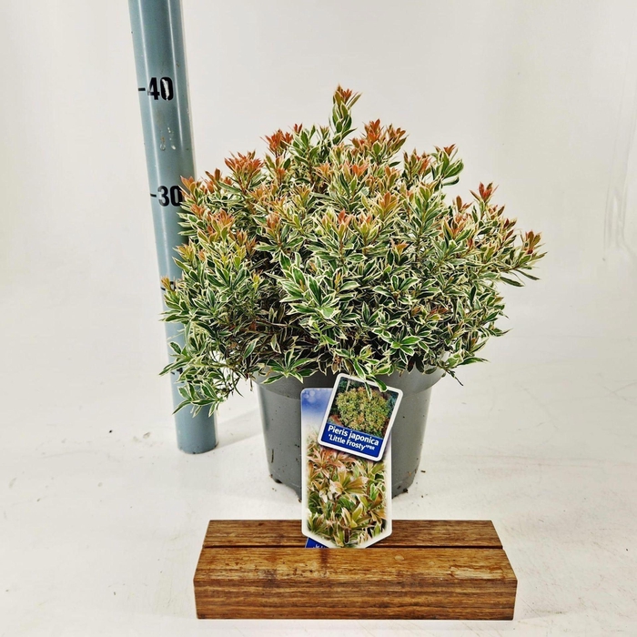 <h4>Pieris</h4>