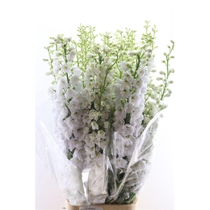 Delphinium Candle White Shades