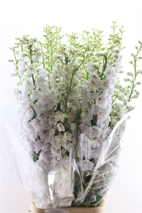 <h4>Delphinium Candle White Shades</h4>