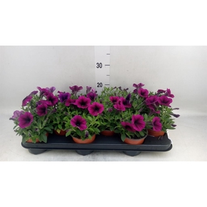 Petunia  'Famous Electric Purple'