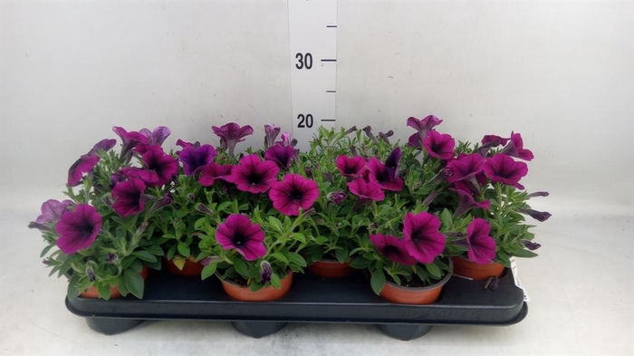 <h4>Petunia  'Famous Electric Purple'</h4>