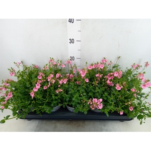 Diascia  'Piccadilly Appleblossom'