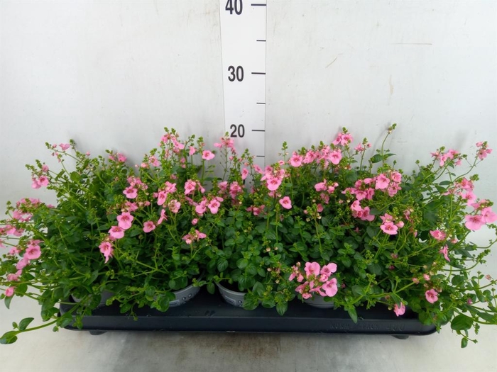 <h4>Diascia  'Piccadilly Appleblossom'</h4>