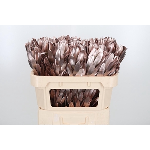 Leucod Kl Bh Champagne