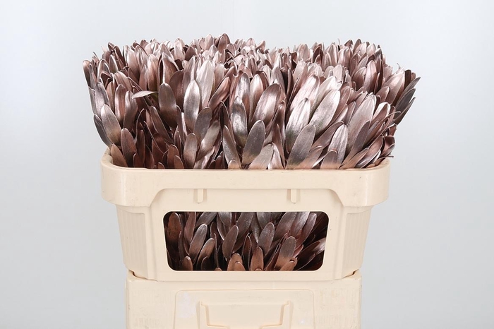 <h4>Leucod Kl Bh Champagne</h4>