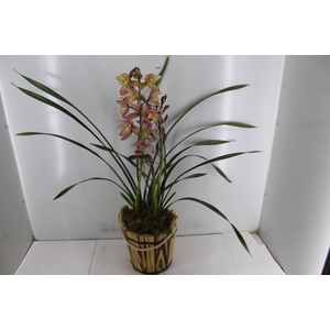 COQ. PLANTAS ORN. T4
