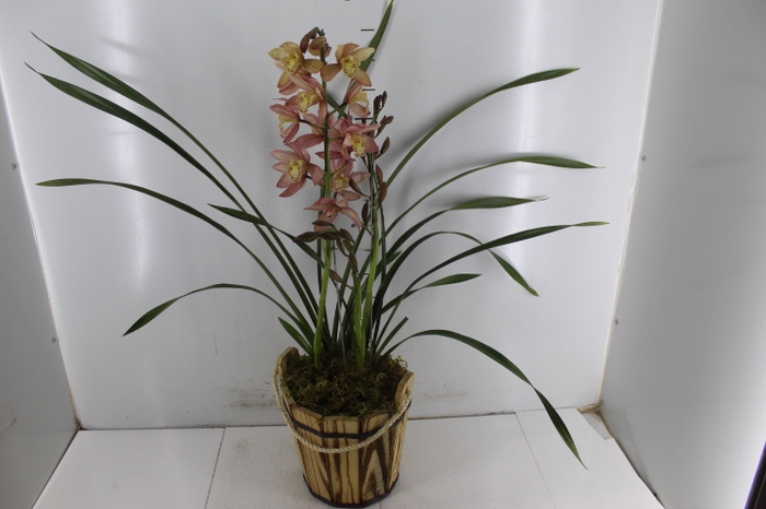COQ. PLANTAS ORN. T4