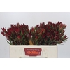 Leucadendron Blush Spray