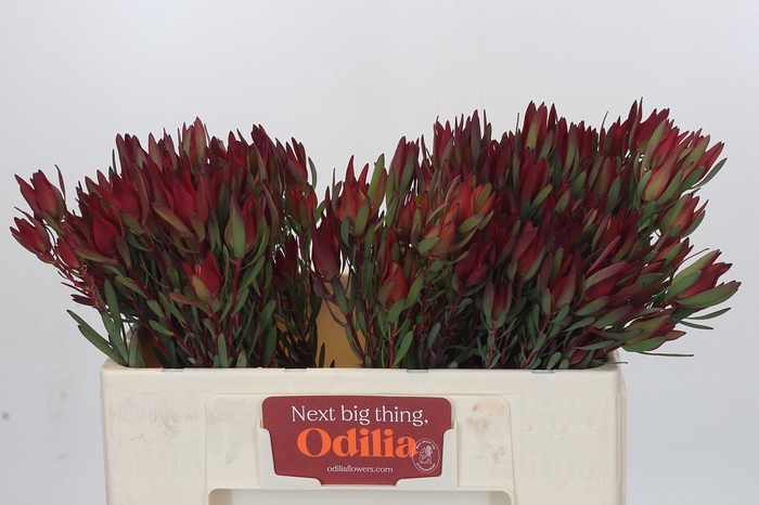 Leucadendron Blush Spray