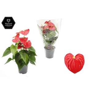 Anthurium 14 cm Esudo in transparant sleeve