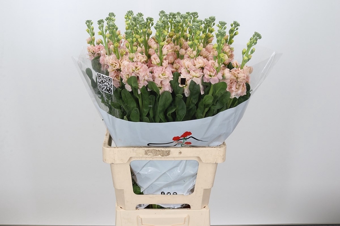 <h4>MATTH IRON APRICOT</h4>